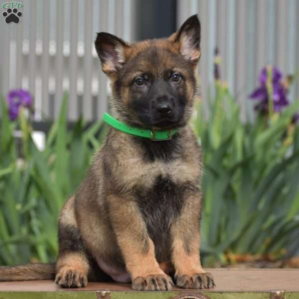 Koptan, German Shepherd Puppy